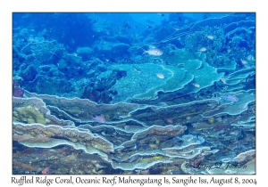 Ruffled Ridge Coral