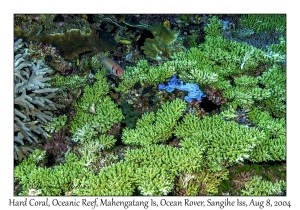 Hard Coral