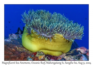 Magnificent Sea Anemone