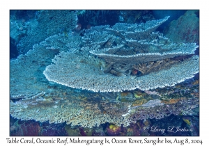 Table Coral
