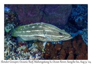 Slender Grouper