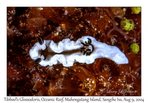 Tibboel's Glossodoris