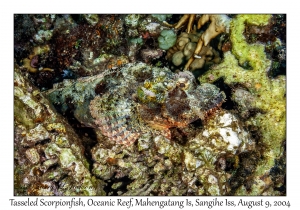 Tasseled Scorpionfish