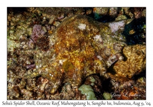 Seba's Spider Shell