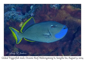 Gilded Triggerfish male