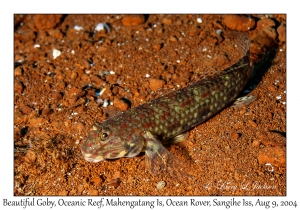 Beautiful Goby