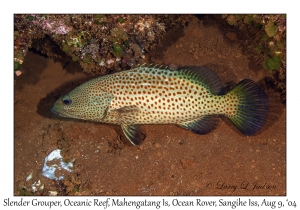Slender Grouper