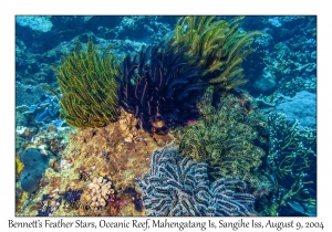 Bennett's Feather Stars
