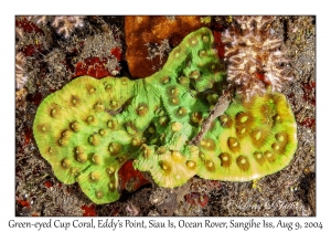 Green-eyed Cup Coral