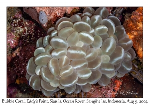 Bubble Coral