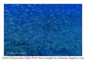 Convict Fish juveniles