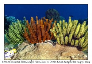 Bennett's Feather Stars