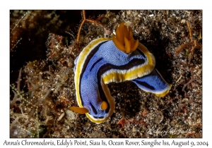 Anna's Chromodoris