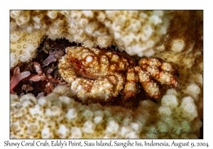 Showy Coral Crab