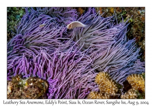 Leathery Sea Anemone