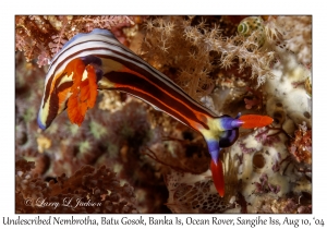 Undescribed Nembrotha