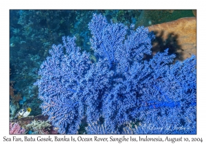 Sea Fan