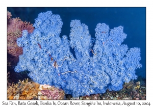Sea Fan