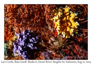 Lace Corals