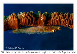 Wire Coral Goby