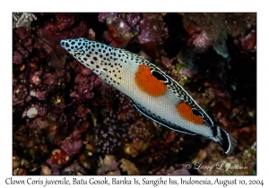 Clown Coris juvenile