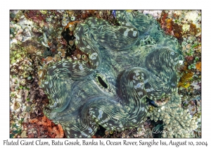 Fluted Giant Clam