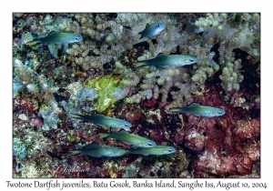 Twotone Dartfish juveniles