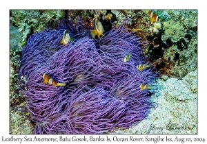 Leathery Sea Anemone