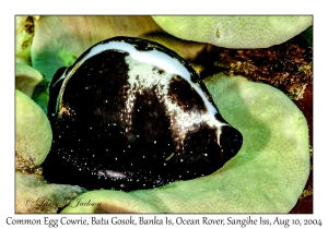 Common Egg Cowrie