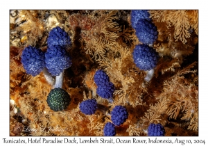 Tunicates