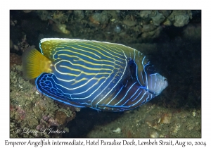 Emperor Angelfish