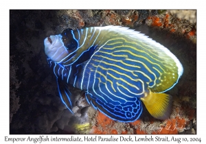 Emperor Angelfish