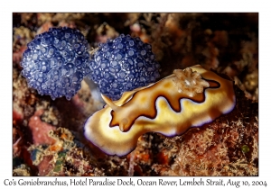 Co's Goniobranchus