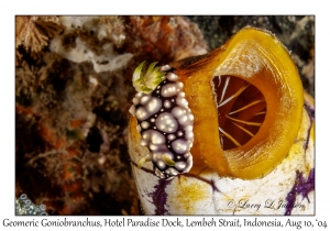 Geometric Goniobranchus