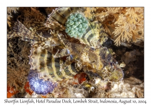 Shortfin Lionfish