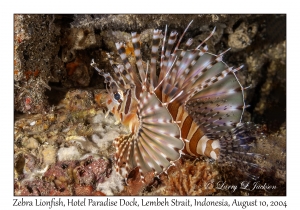 Zebra Lionfish