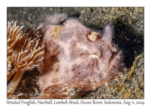 Striated Frogfish