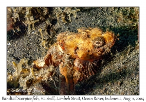 Bandtail Scorpionfish