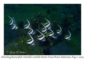 Schooling Bannerfish