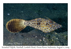 Scrawled Filefish