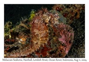 Moluccan Seahorse