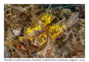 Shortfin Lionfish