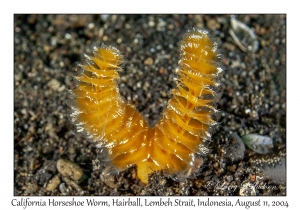 California Horseshoe Worm