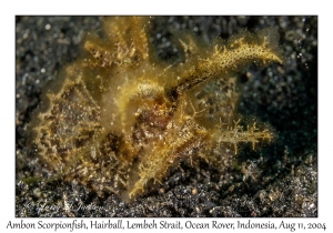Ambon Scorpionfish