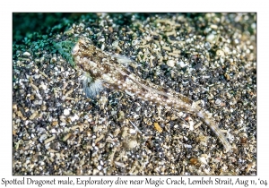 Spotted Dragonet male