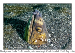 Black-finned Snake Eel