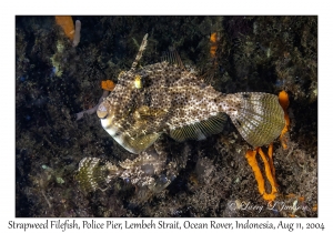 Strapweed Filefish