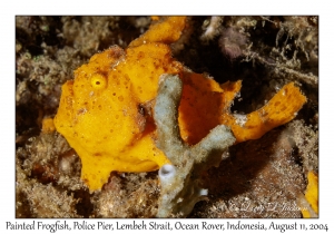 Painted Frogfish