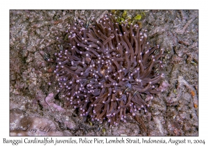 Banggai Cardinalfish juveniles