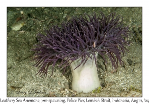 Leathery Sea Anemone pre-spawning